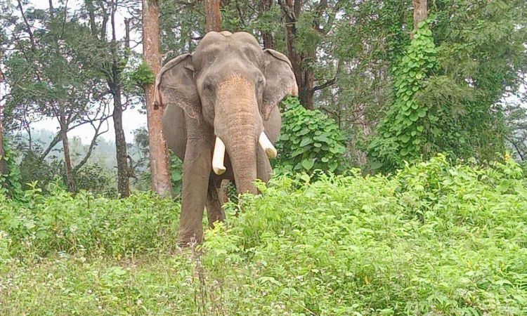 Farmer killed in elephant attack in Coimbatore Farmer killed in elephant attack in Coimbatore