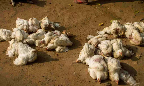 Nearly 2,000 chickens dead in 3 days, fear grips Puzhal central jail