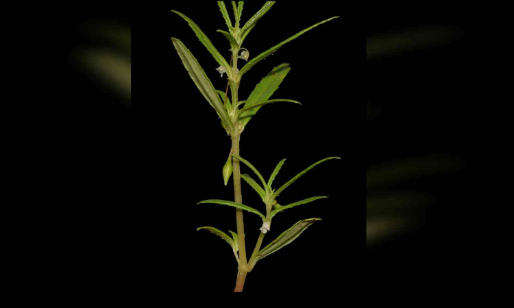 Impatiens selvasinghii: How Madurai research team honoured professor by naming new species after him