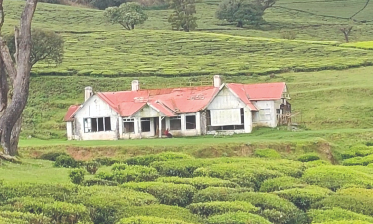 Tourism activities in Nilgiris private estates banned