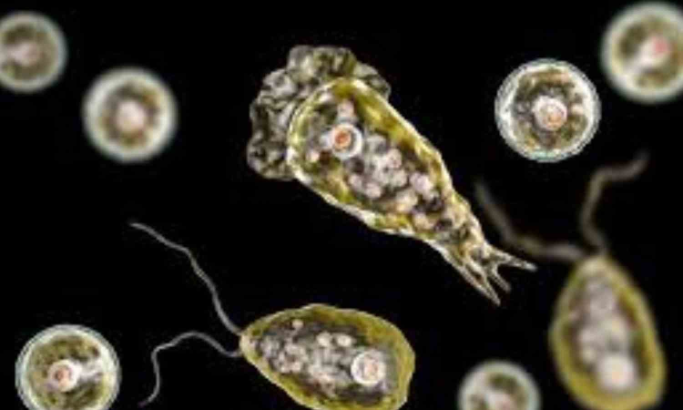 Rare but ruthless: How a deadly amoeba is claiming lives in Kerala