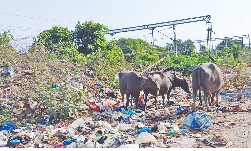 Chennai Citizen Connect: Stray buffaloes terrorise Eswari Nagar Cemetery Road residents