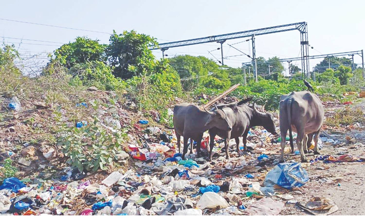 Chennai Citizen Connect: Stray buffaloes terrorise Eswari Nagar Cemetery Road residents