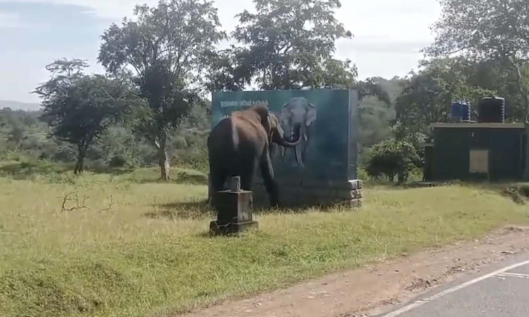 Wild elephant expresses shock at its painted image in Mudumalai Wild elephant expresses shock at its painted image in Mudumalai