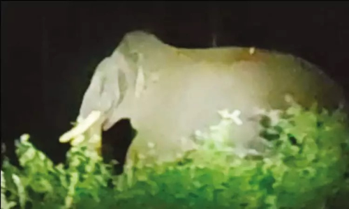 Veterinarian injured as wild elephant ‘Rolex’ evades capture in Coimbatore Veterinarian injured as wild elephant ‘Rolex’ evades capture in Coimbatore