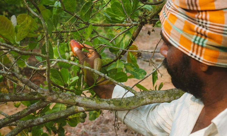 East Anglia to Andhra, farmers finding greener ways