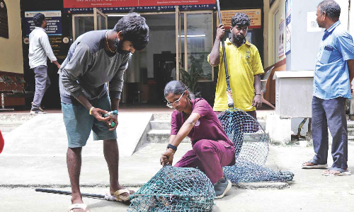 Increase our daily wages to Rs 1,000, dog catchers urge GCC