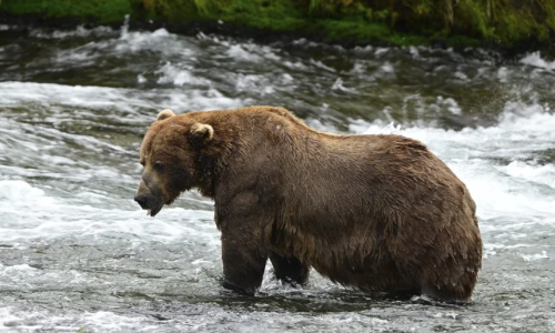 Alaska’s Fat Bear Week kicks off with online voting to crown the most oversized ursine