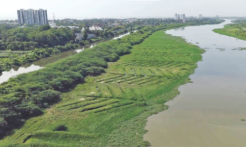 TN ropes in community to restore mangroves