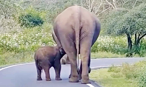 Elephant nurses calf on busy Masinagudi road