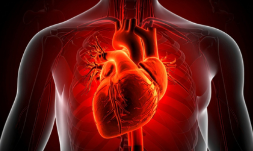 Cardiovascular diseases behind 1 in 3 global deaths in 2023: Study Cardiovascular diseases behind 1 in 3 global deaths in 2023: Study