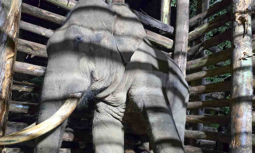 Elephant Radhakrishnan aggressive, Rolex evasive: Forest department in tight spot