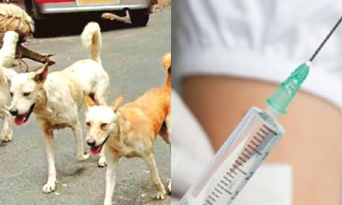 No vaccine in Maduravoyal PHC after stray dog bites 7
