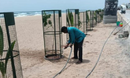 GCC plants 250 country tree saplings on Palavakkam Beach for green cover GCC plants 250 country tree saplings on Palavakkam Beach for green cover