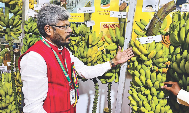 ICRA-NRCB to rollout 2 new banana varieties
