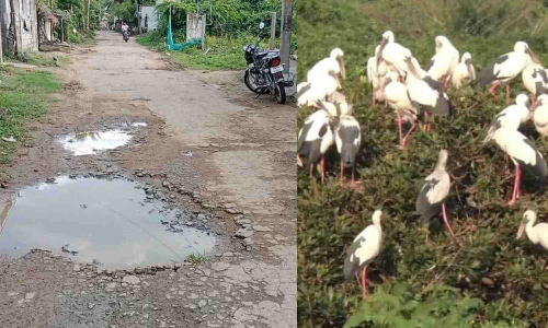 Tourists complain of poor road conditions leading to Vedanthangal ahead of the bird season