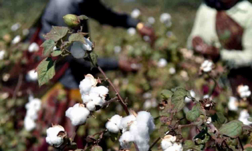 Rs 100 crore boost: Centres cotton mission a shot in the arm for TNs textile sector
