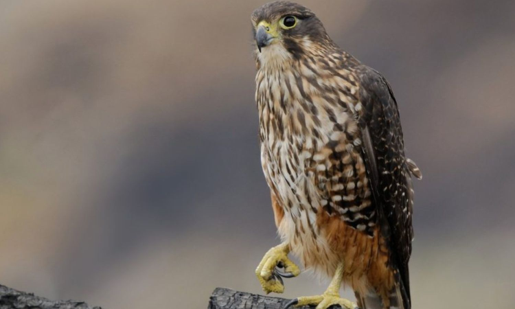 Coveted Title: Raptor with no qualms on eating rivals wins bird crown