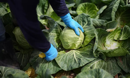 A recipe for avoiding 15 million deaths a year and climate disaster is fixing food, scientists say