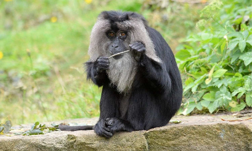 GO for Rs 1 crore to conserve 4 lesser-known endangered species