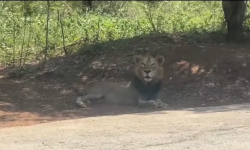 Lion goes ‘missing’ at Vandalur Zoo; drones, camera traps join intensive hunt