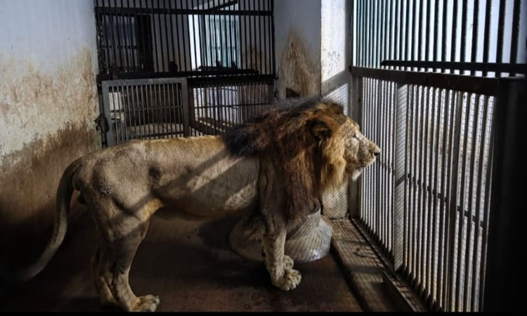 Sheroo returns: Missing lion comes back to Vandalur Zoo Sheroo returns: Missing lion comes back to Vandalur Zoo