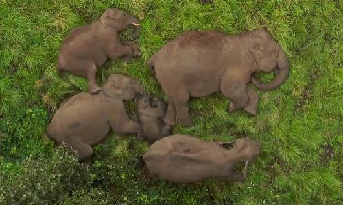 Tamil Nadus wild elephant count goes up to 3,170, says population report Tamil Nadus wild elephant count goes up to 3,170, says population report