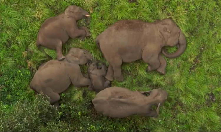 Tamil Nadus wild elephant count goes up to 3,170, says population report Tamil Nadus wild elephant count goes up to 3,170, says population report