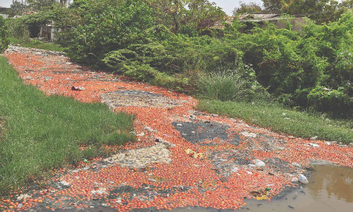 Tirupur farmers dump tomatoes as price plummets
