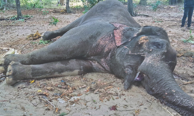 Injured makhna elephant dies in Coimbatore Injured makhna elephant dies in Coimbatore