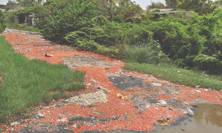 Tirupur farmers dump tomatoes as price plummets