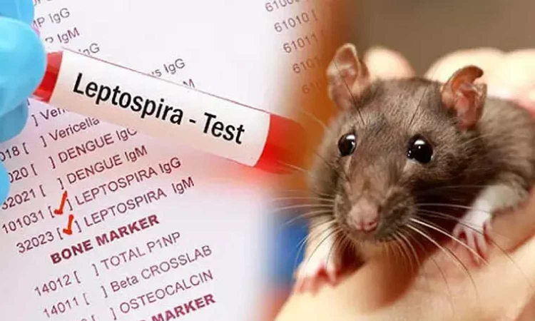 Tirunelveli college shut temporarily after 7 students show rat fever signs Tirunelveli college shut temporarily after 7 students show rat fever signs