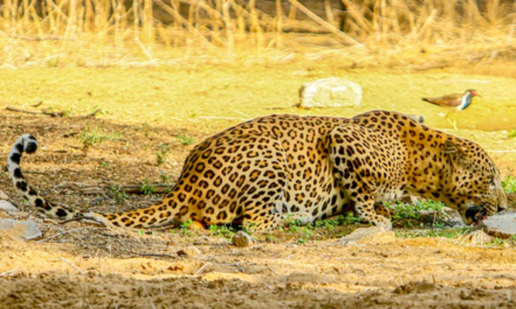 Leopard kills pet dogs, evades capture in TNs Nilgiris