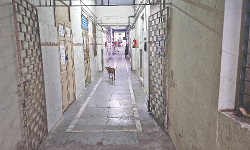 Dogged run: Strays roam Egmore ICH, give parents, staff the jitters