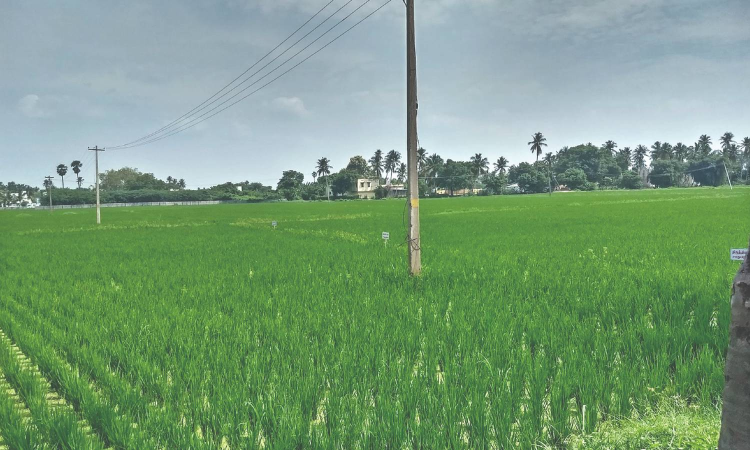 Three Central teams to begin inspection of paddy moisture levels in Tamil Nadu on October 25