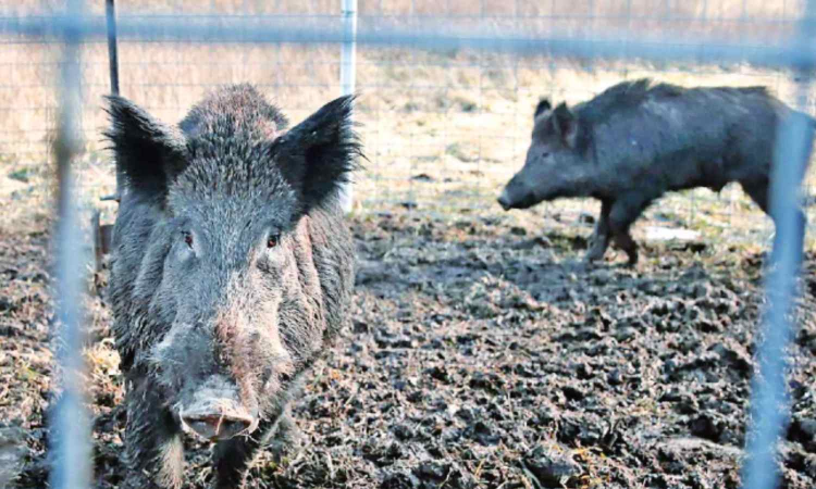 6 held for hunting wild boar in Dindigul forest; fined Rs 2.4 lakh