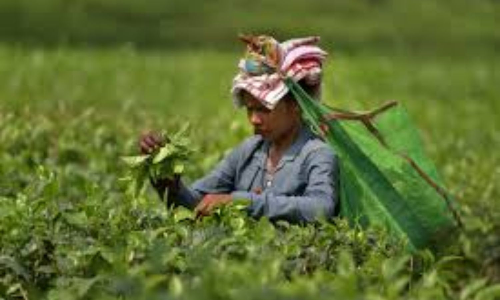 Tea exports rise 2.2 per cent during Jan to August 2025