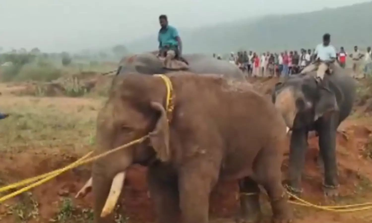 Coimbatore: Wild chase for elusive tusker Rolex ends with its capture
