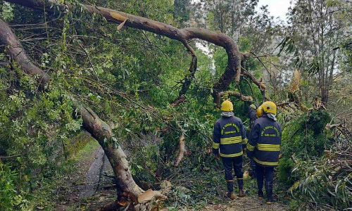 Tamil Nadu: Incessant rains trigger mud slips, tree falls in the Nilgiris