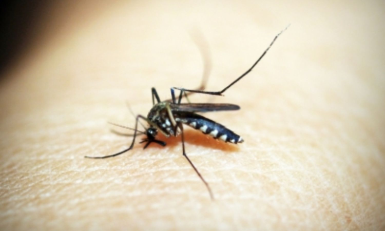 New monoclonal antibody shows promise against malaria infection in early clinical trial New monoclonal antibody shows promise against malaria infection in early clinical trial