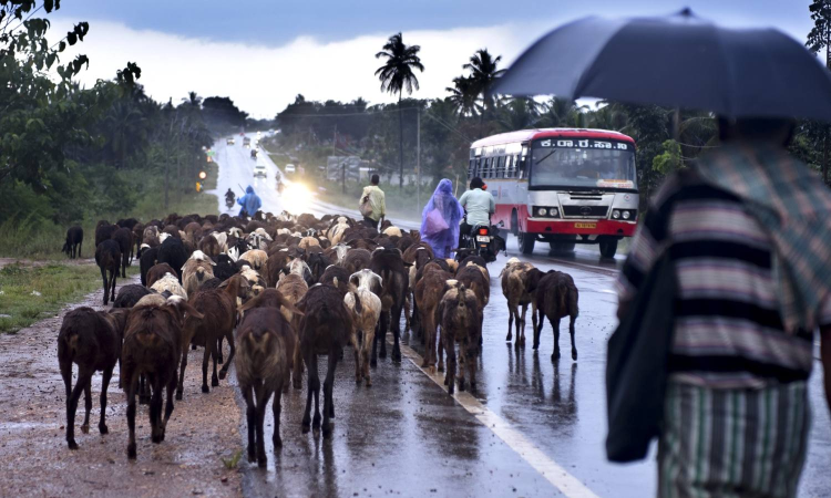 Low pressure brewing over Bay of Bengal, Odisha to receive rainfall for next three days: IMD Low pressure brewing over Bay of Bengal, Odisha to receive rainfall for next three days: IMD