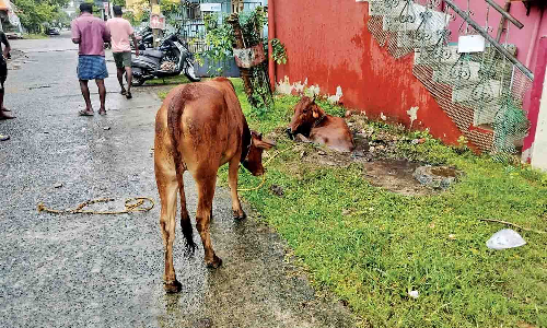 Cow rescued from soak pit in Iyyappanthangal
