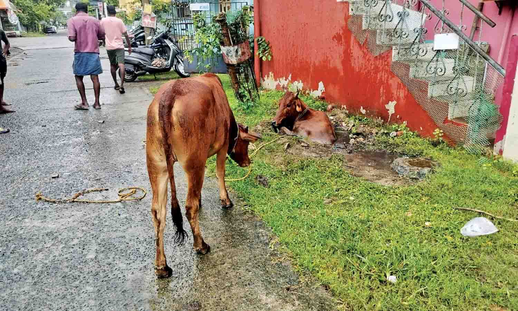 Cow rescued from soak pit in Iyyappanthangal