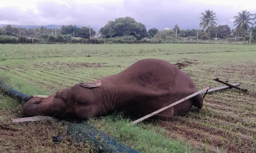 Tamil Nadu: Elephant dies after getting caught in electric wire near Kuppepalyam