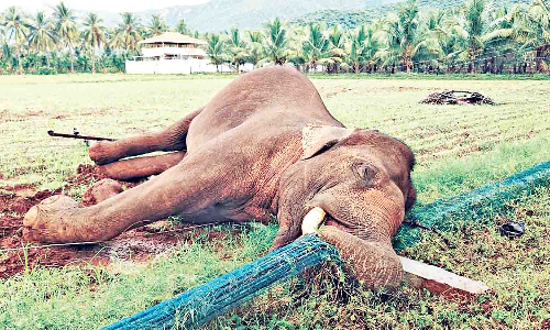 Wild tusker electrocuted in Kuppepalayam near Coimbatore