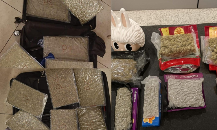 Hydroponic ganja worth Rs 10 cr seized at Chennai airport