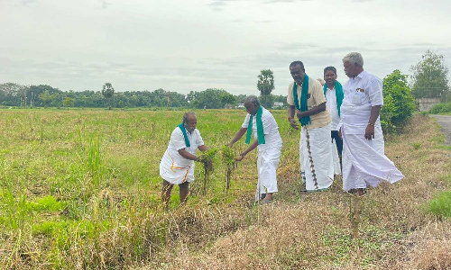 TN farmers report crop decay, seek Rs 35,000/acre compensation TN farmers report crop decay, seek Rs 35,000/acre compensation
