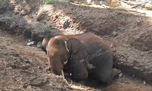 Animal-human conflict: Farmer trampled in Krishnagiri; jumbo found dead in trench in Coimbatore