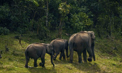Coimbatore forest officials turn to AI to curb rising elephant raids