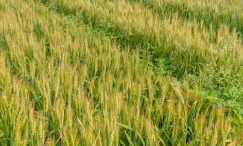 UP: Man strangles sister over money dispute; breaks limbs, dumps body in field